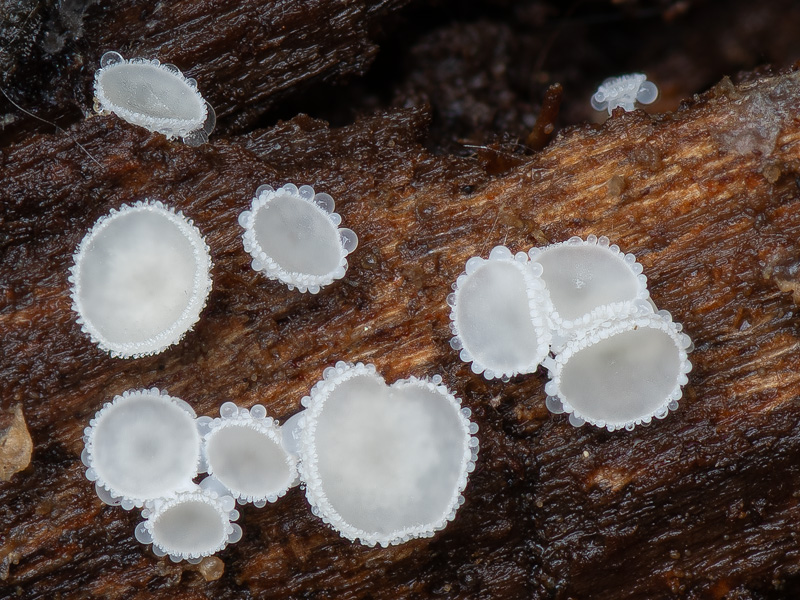 Dasyscyphella nivea